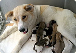 うえの犬猫病院　シロの育児日記